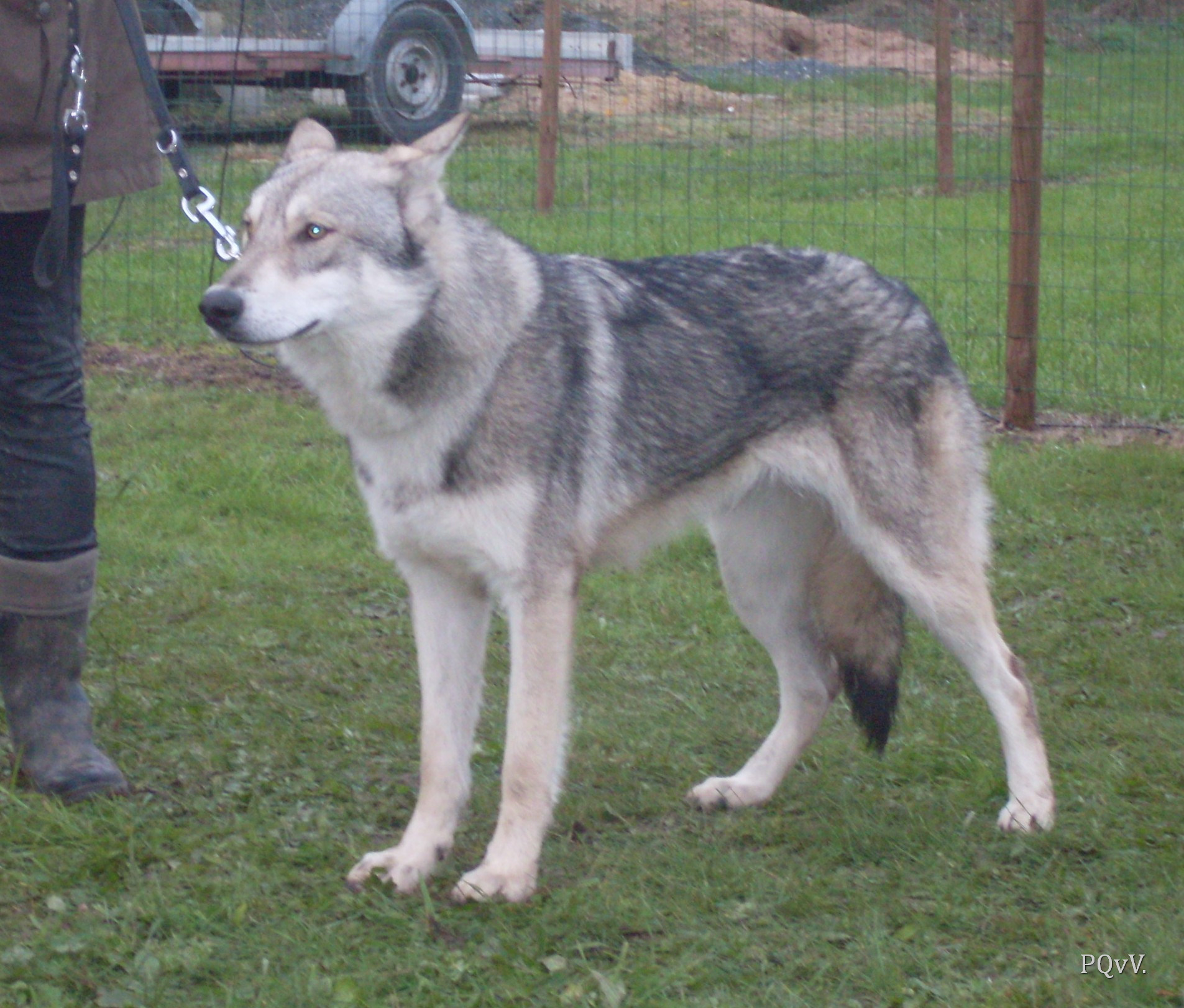  Gimini Criquette d’Angeli Fee, meilleur chien de l’exposition